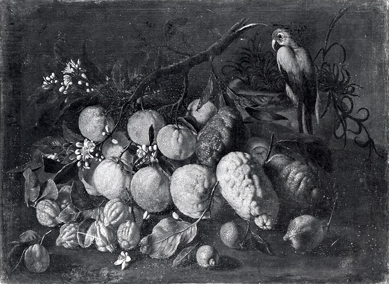 Sotheby's — Ruoppolo Giovan Battista - sec. XVII - Natura morta con agrumi, fiori d'arancio e pappagallo — insieme